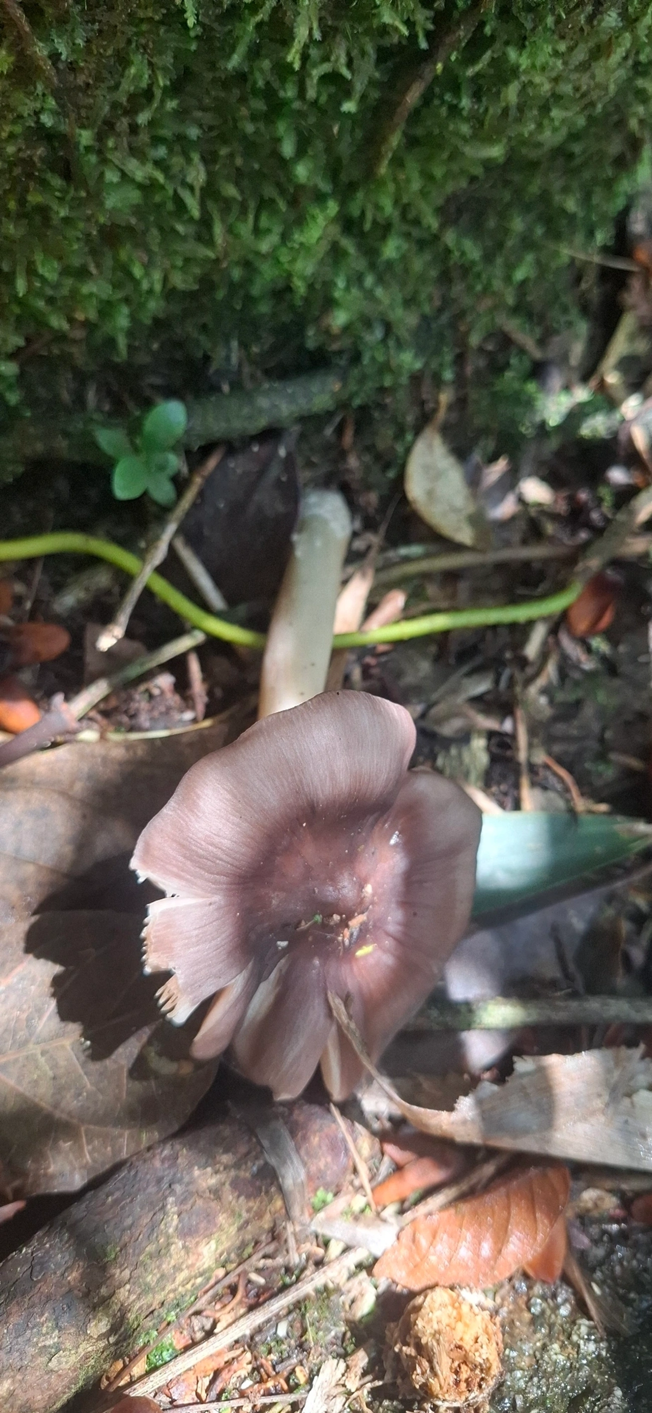 Cogumelos Lamelados (Agaricales), fungos, fotografado em Queluz