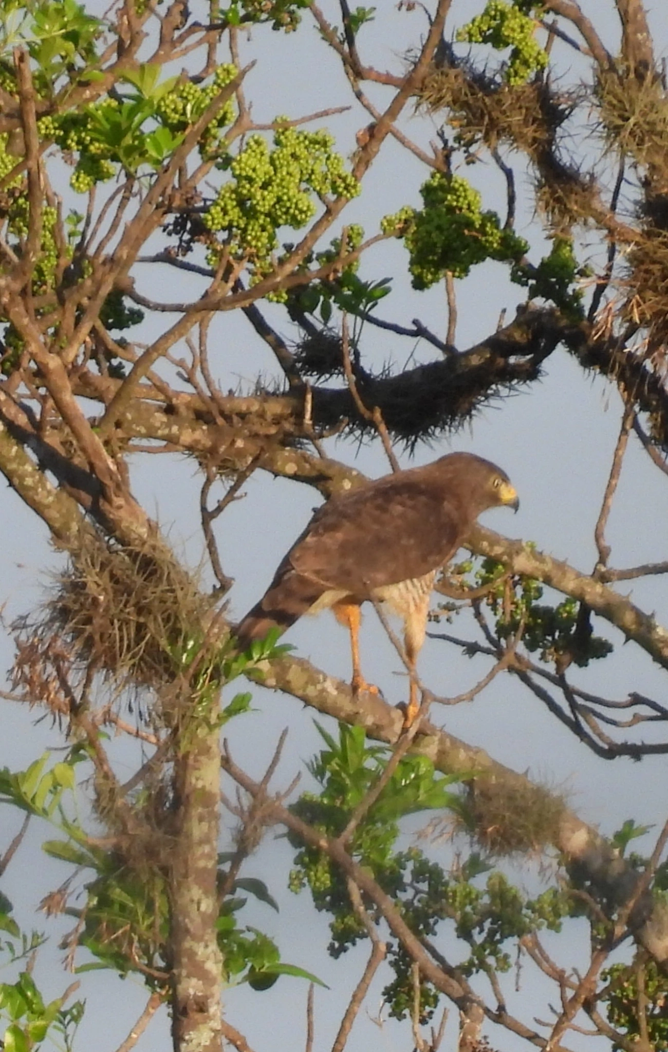 Gavião-carijó (Rupornis magnirostris), aves, fotografado em Campos de Santo Antonio, Itu