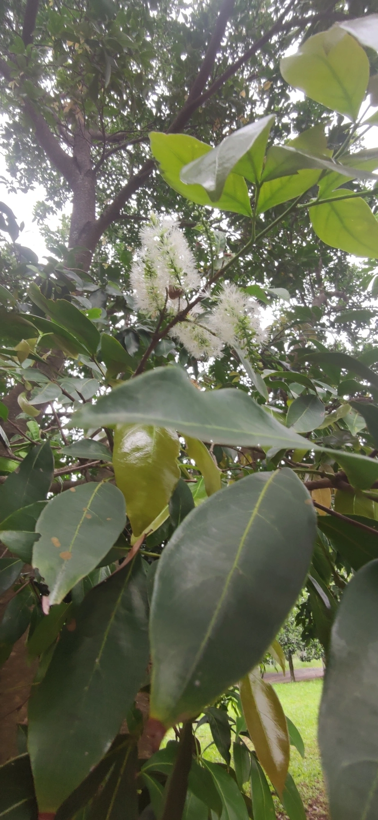 Ingá-feijão (Inga marginata), plantas, fotografado em Vila Antonina, São Paulo