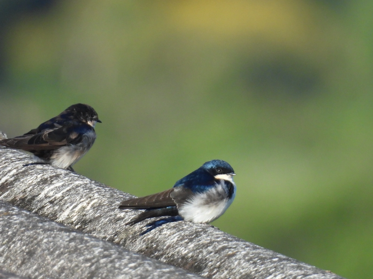 Andorinha-azul-e-branca (Pygochelidon cyanoleuca), aves, fotografado em Itamonte