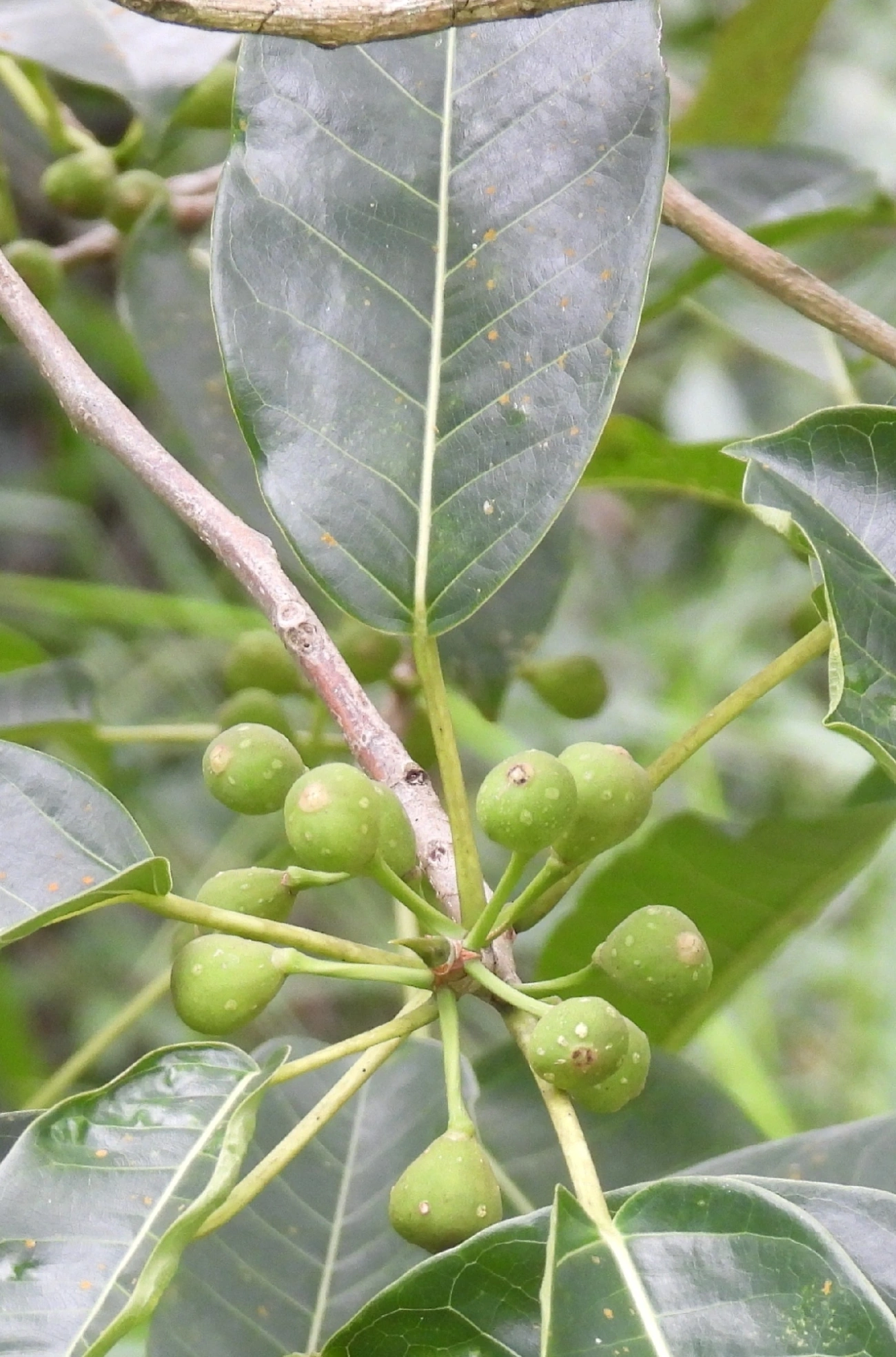 Figueiras (Ficus), plantas, fotografado em Indaiá, Caraguatatuba
