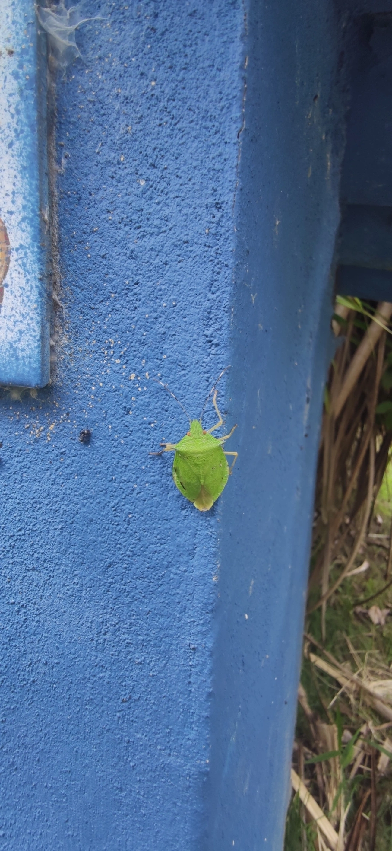 Chlorocoris, insetos, fotografado em Maresias, São Sebastião