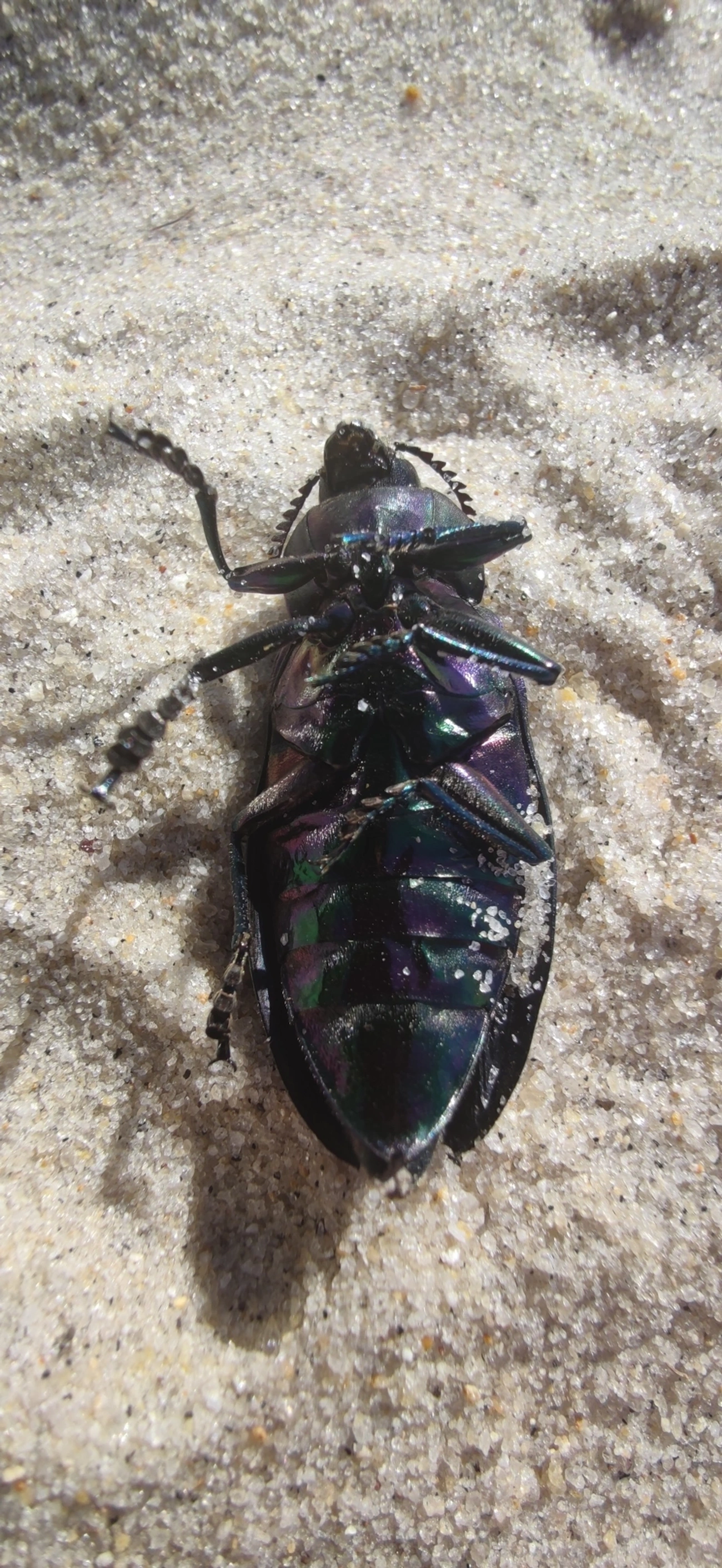 Besouro-jóia-gigante (Euchroma giganteum), insetos, fotografado em Maresias, São Sebastião