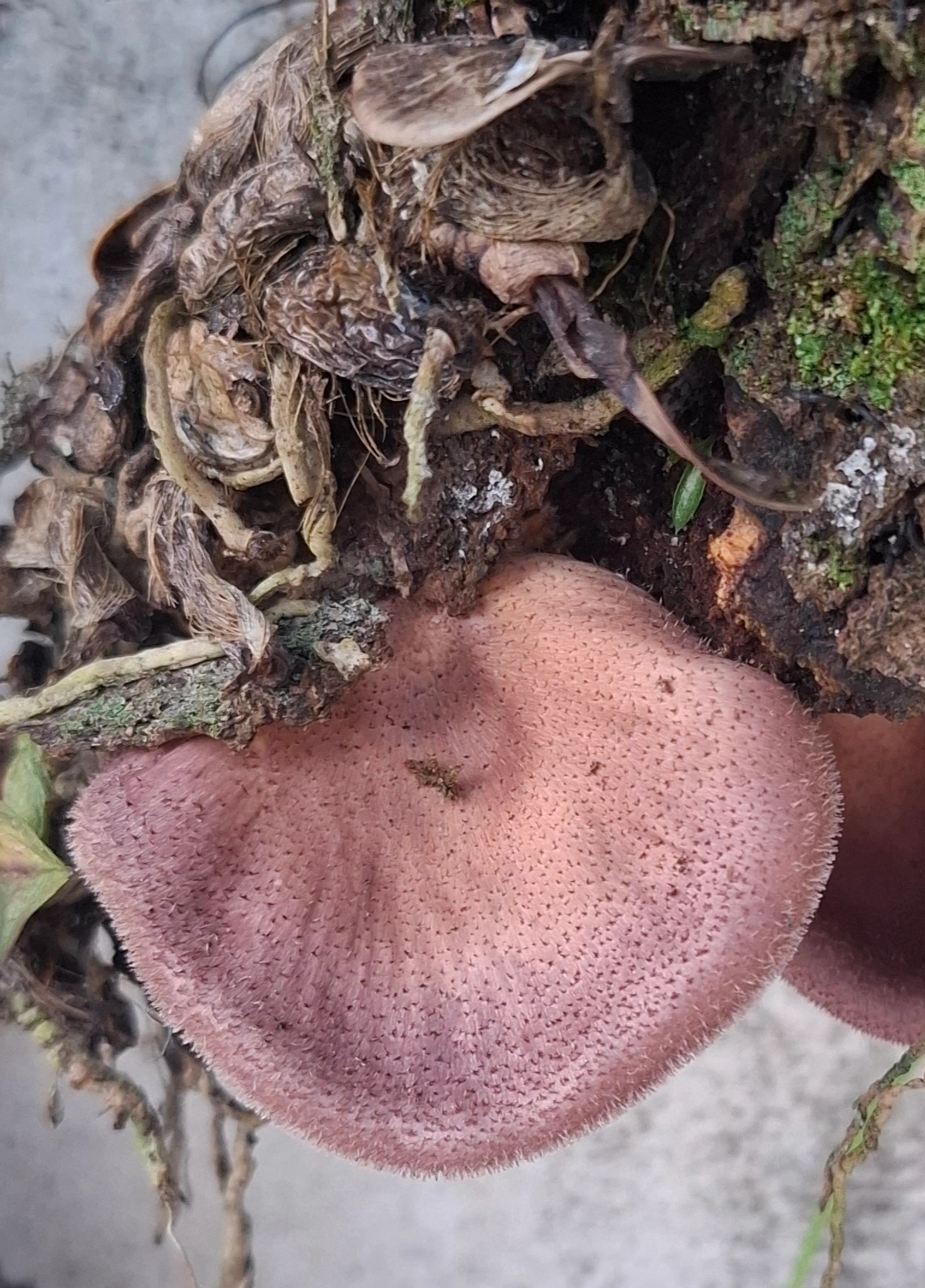 Panus strigellus, fungos, fotografado em Maresias, São Sebastião