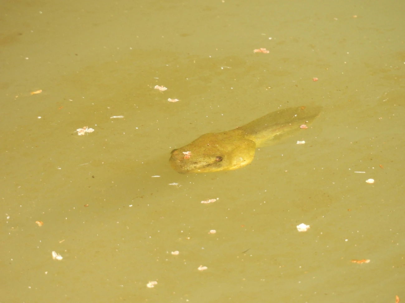 Rã-touro-americana (Lithobates catesbeianus), anfíbios, fotografado em Guarulhos