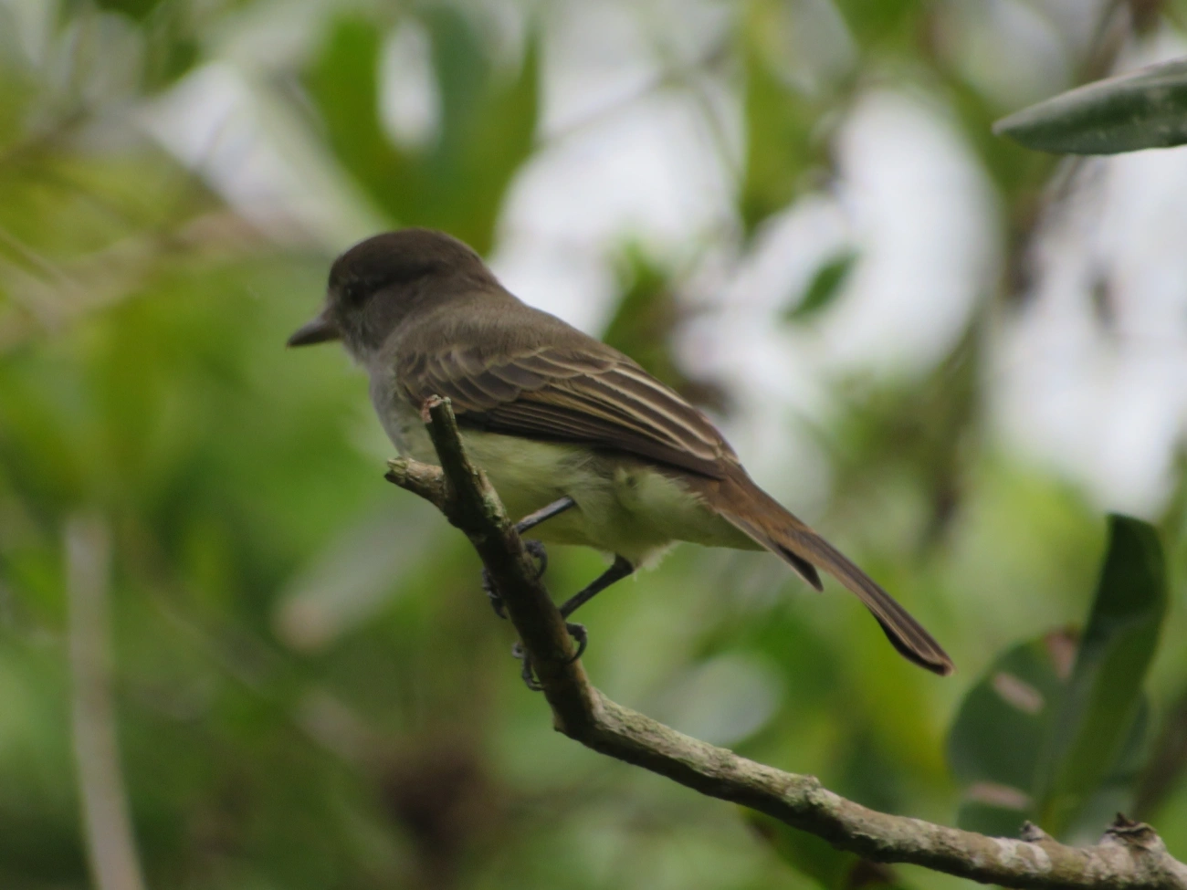 Marias-Cavaleiras e Afins (Myiarchus), aves, fotografado em Maresias, São Sebastião