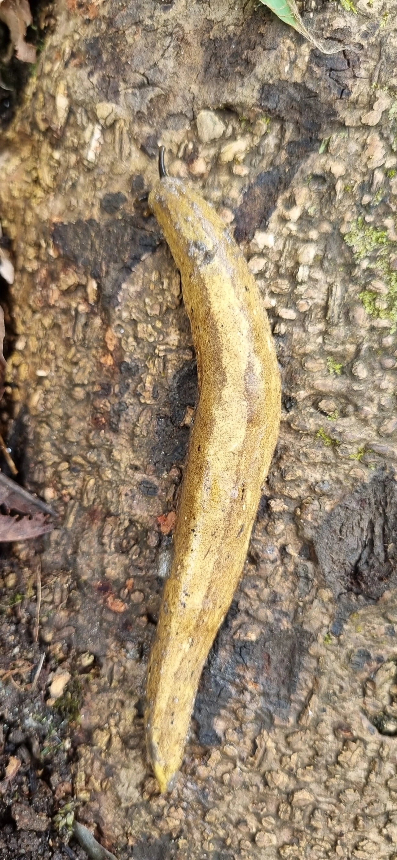 Vaginulus taunaisii, moluscos, fotografado em Paúba, São Sebastião