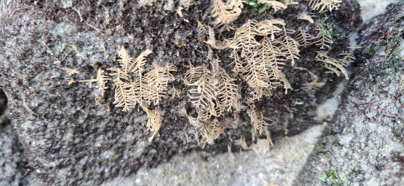 Sertularioidea, cnidários, fotografado em Maresias, São Sebastião