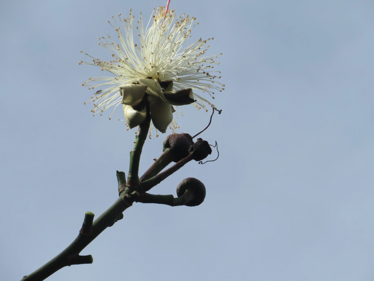 Embiruçu (Pseudobombax grandiflorum), plantas, fotografado em Maresias, São Sebastião