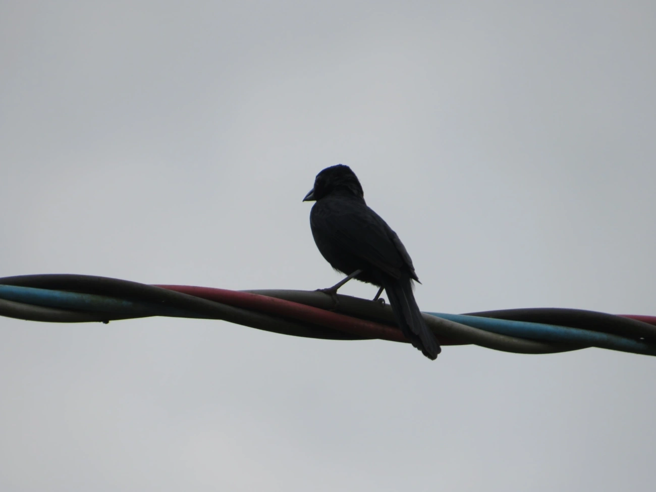 Tiê-preto (Tachyphonus coronatus), aves, fotografado em Maresias, São Sebastião