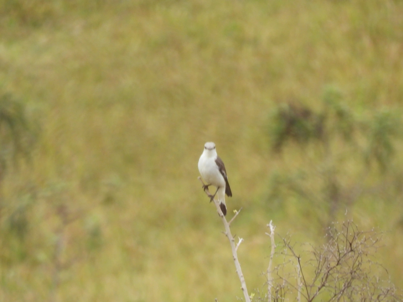 Noivinha-Branca (Xolmis velatus), aves, fotografado em Bragança Paulista