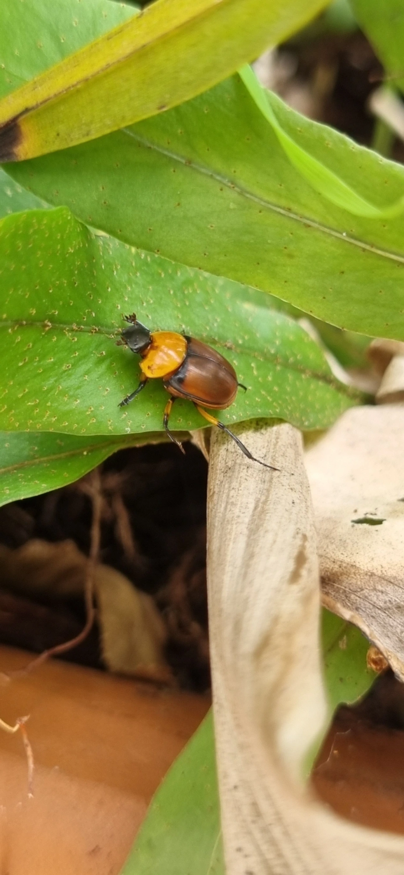 Canthon, insetos, fotografado em Maresias, São Sebastião