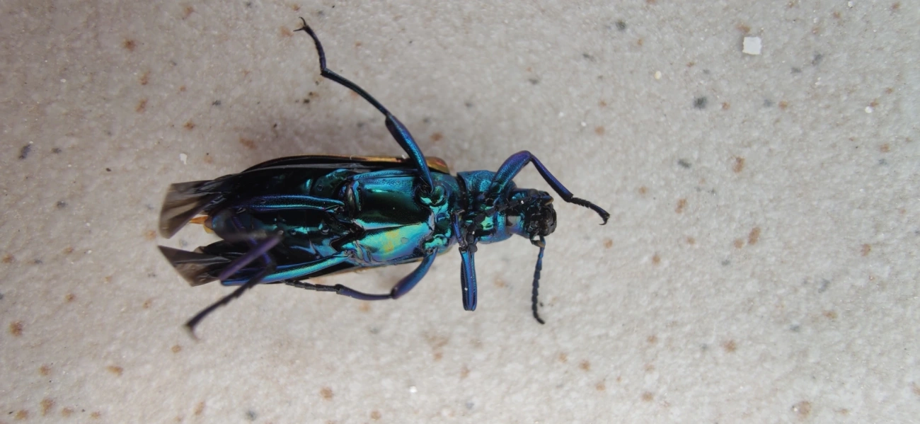 Strongylium bicolor, insetos, fotografado em Maresias, São Sebastião
