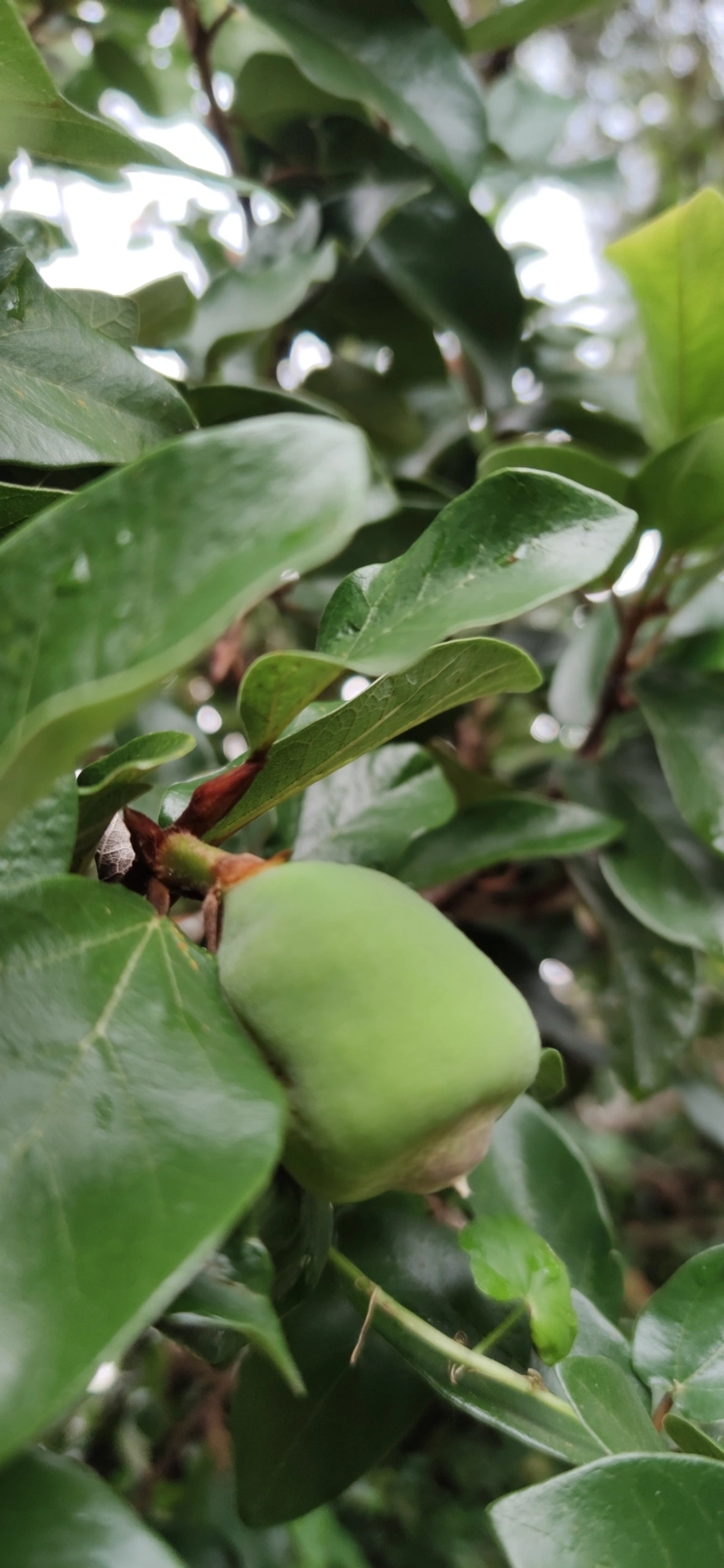 Figueira-trepadeira (Ficus pumila), plantas, fotografado em Maresias, São Sebastião