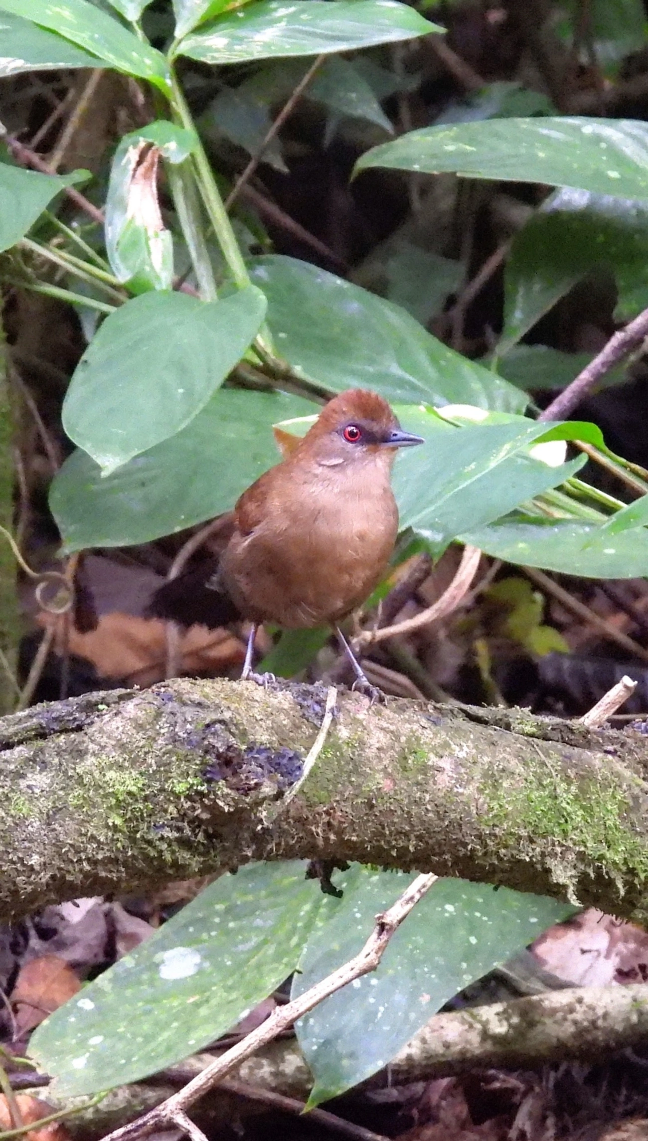 Papa-taoca-do-sul (Pyriglena leucoptera), aves, fotografado em Perequê, Ilhabela