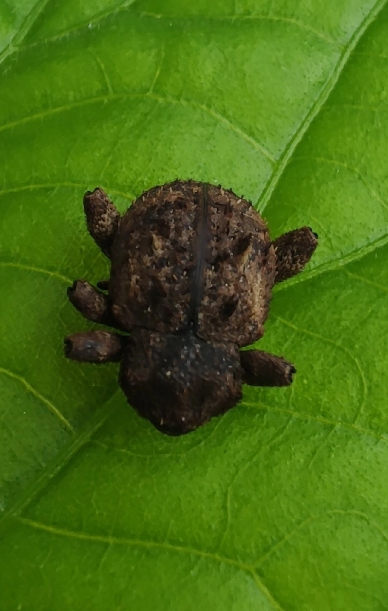 Gorgulhos verdadeiros (Curculionidae), insetos, fotografado em Maresias, São Sebastião
