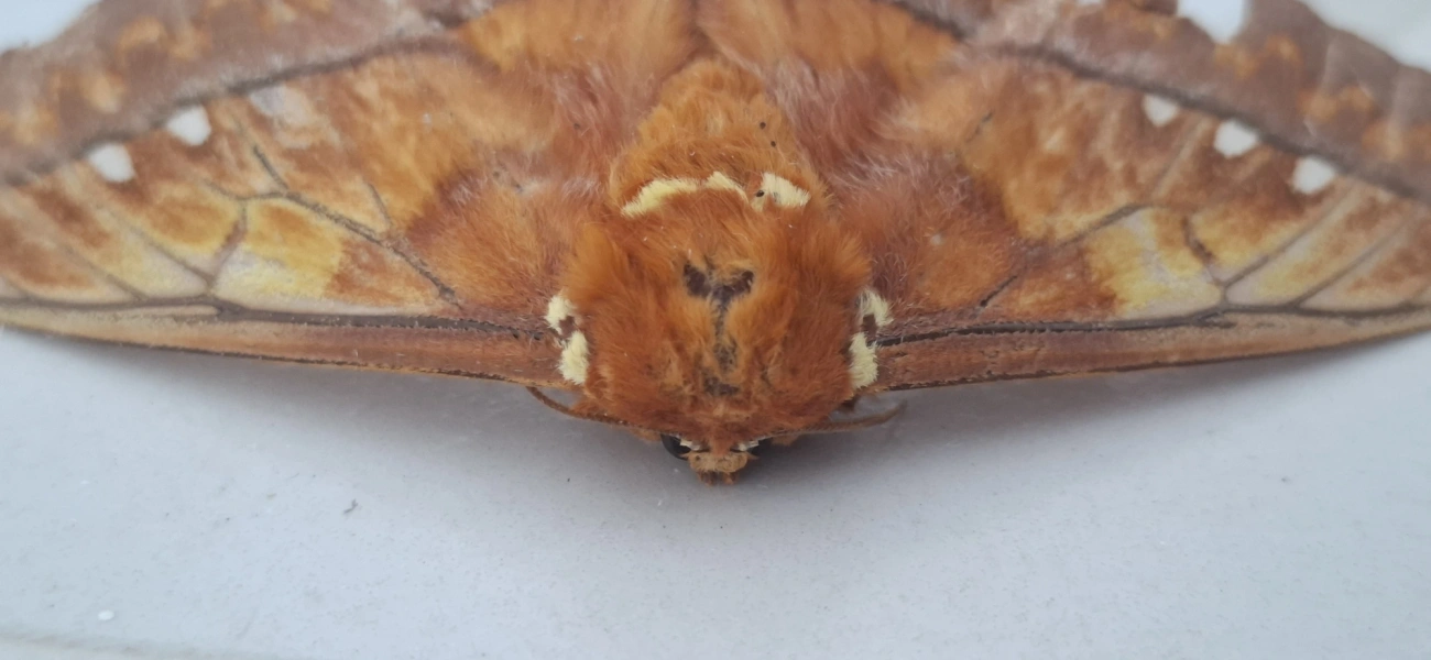 Procitheronia, insetos, fotografado em Amparo