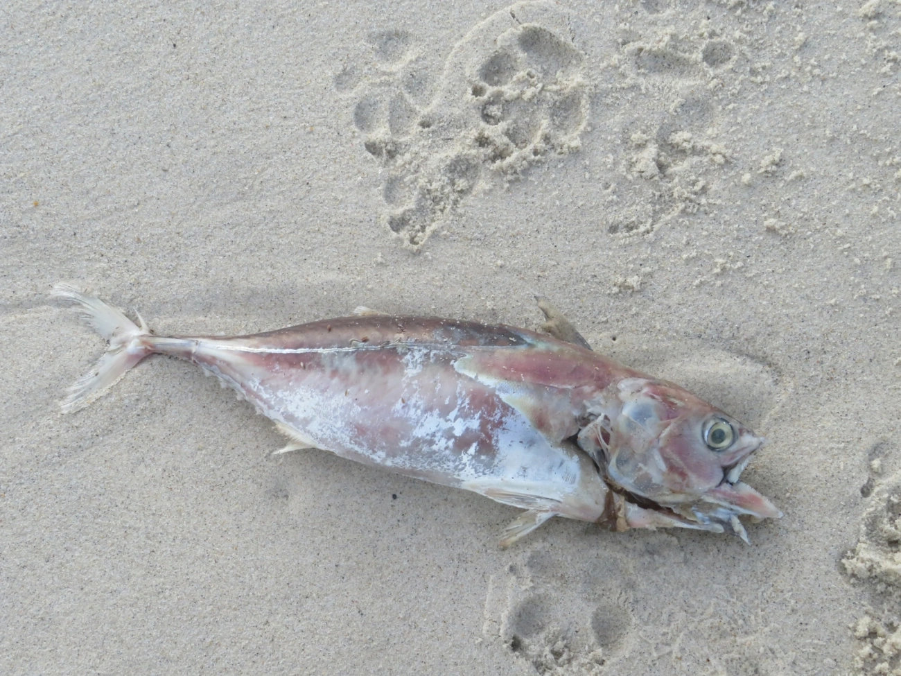 Scombrinae, peixes, fotografado em Maresias, São Sebastião