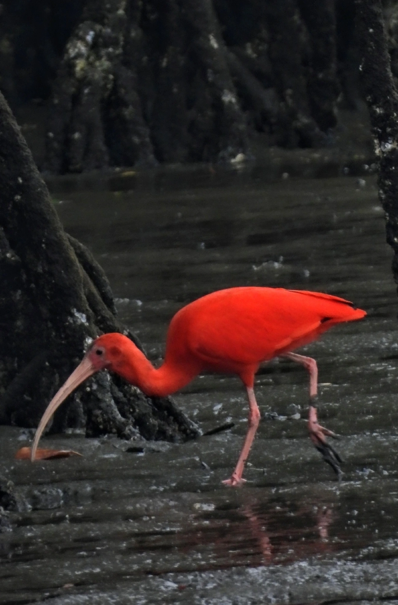 Guará (Eudocimus ruber), aves, fotografado em Cananéia