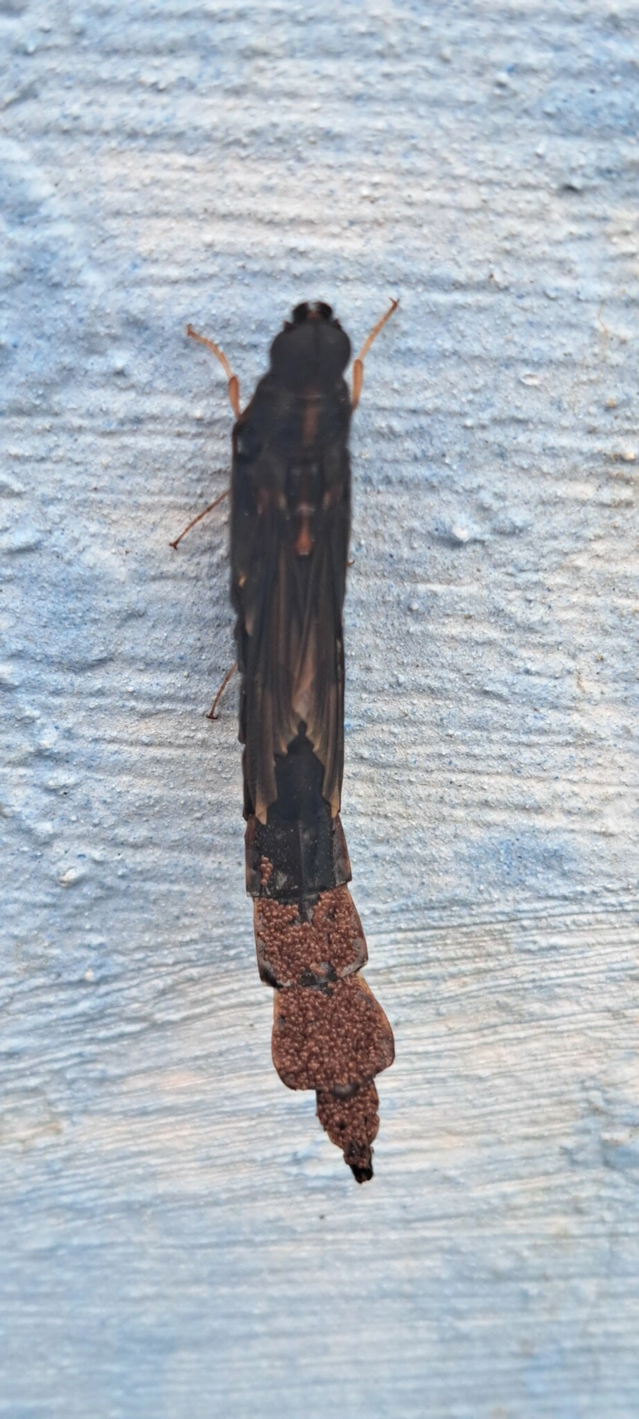 Atractocerus, insetos, fotografado em Maresias, São Sebastião