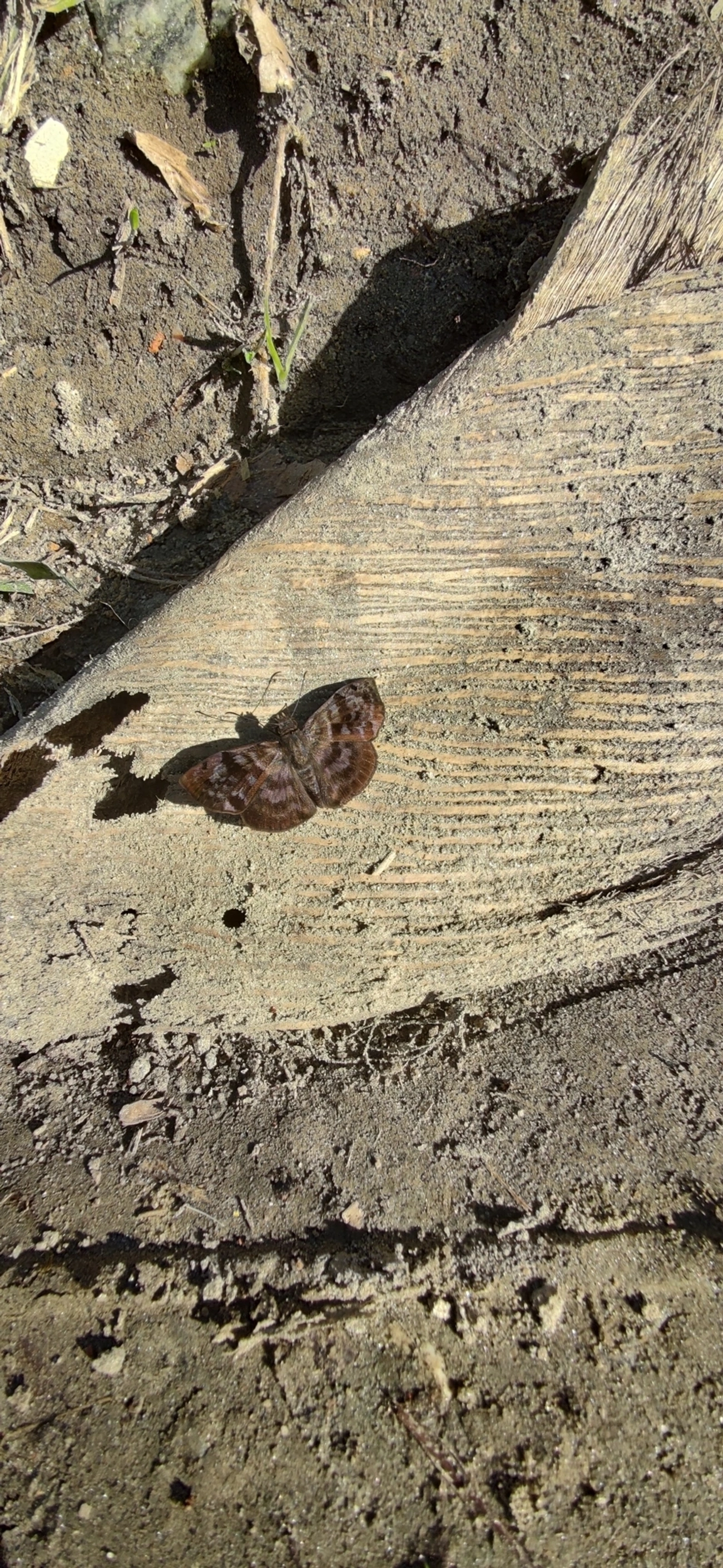 Saltão-variegado (Gorgythion begga), insetos, fotografado em Maresias, São Sebastião