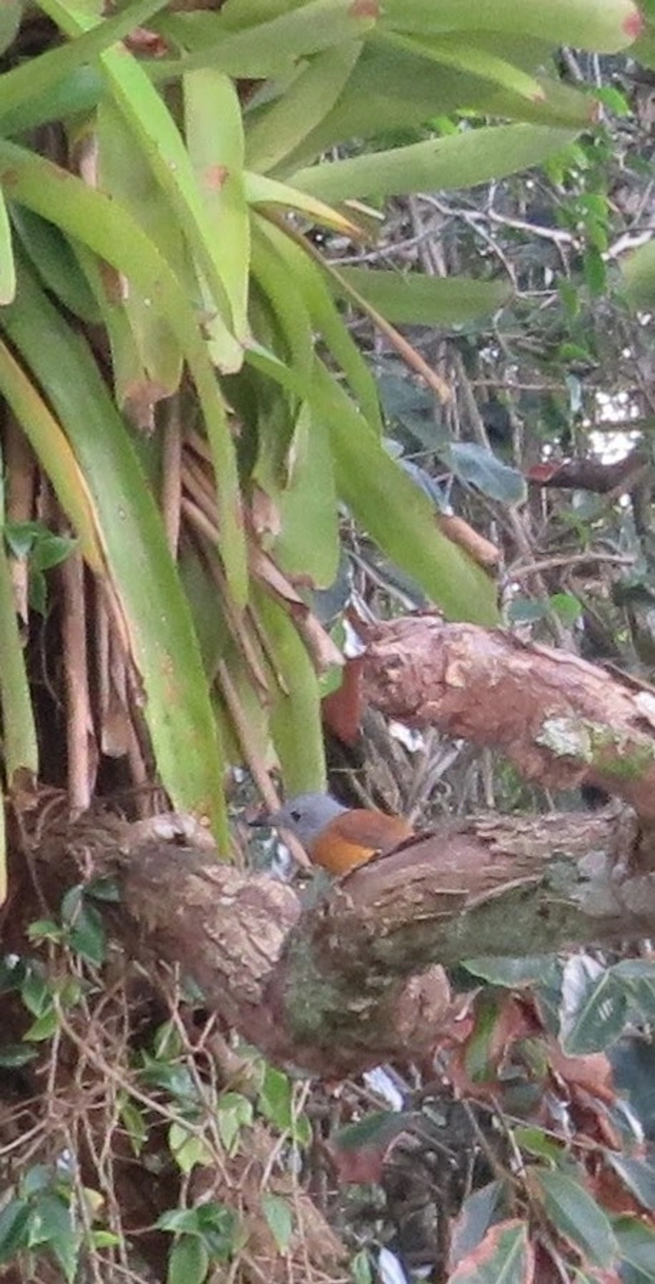 Capitão-de-saíra (Attila rufus), aves, fotografado em Maresias, São Sebastião
