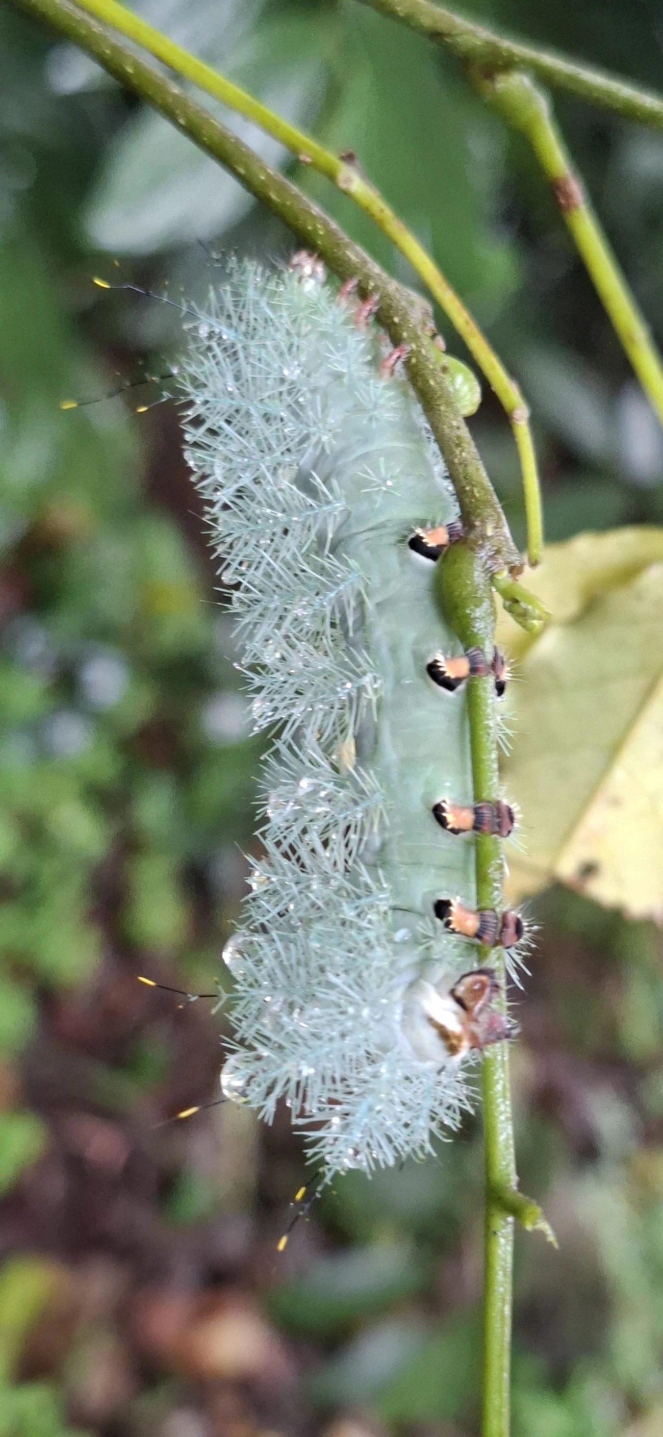 Gamelia, insetos, fotografado em Maresias, São Sebastião