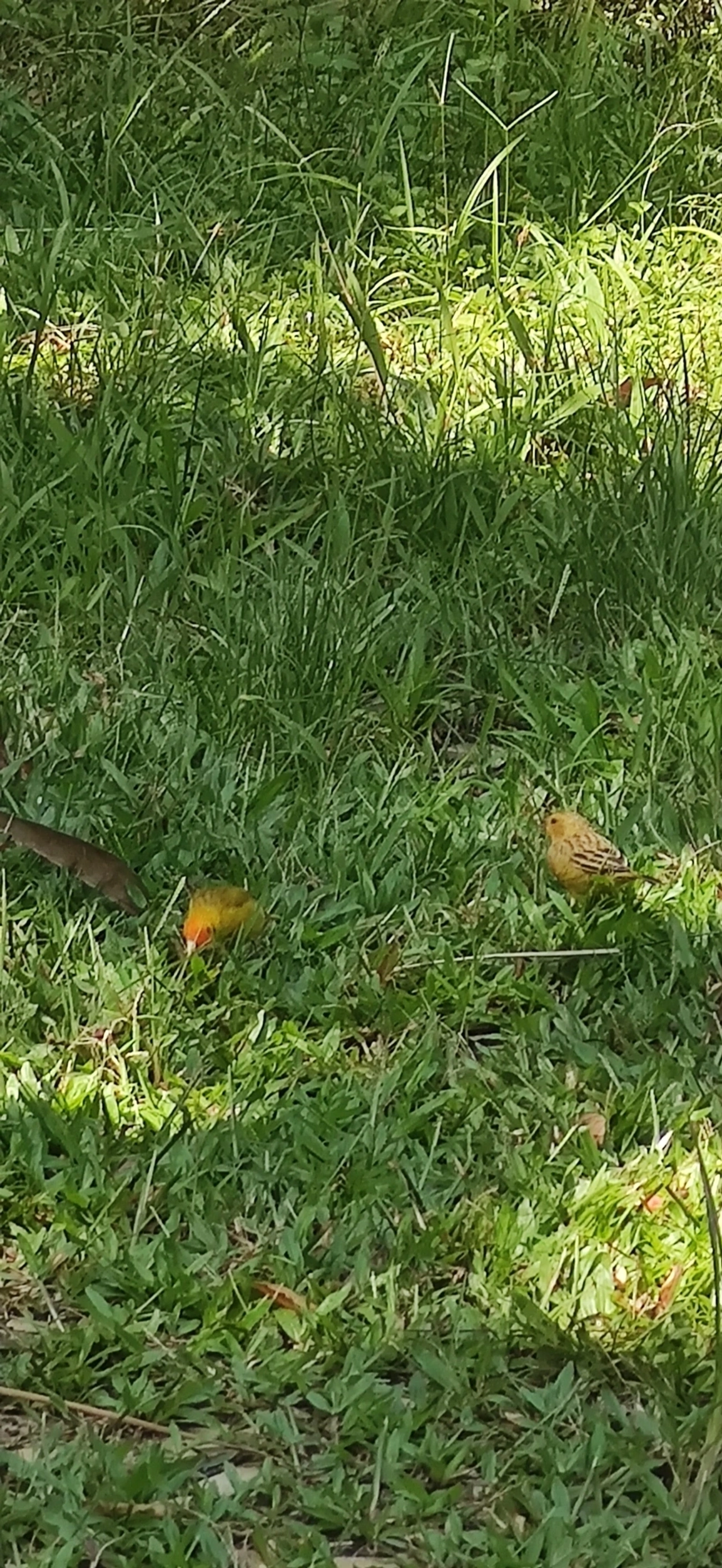Canário-da-terra-verdadeiro (Sicalis flaveola), aves, fotografado em Maresias, São Sebastião