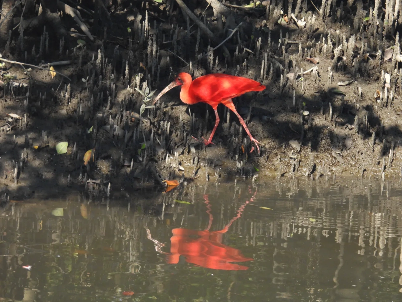 Guará (Eudocimus ruber), aves, fotografado em Cananéia