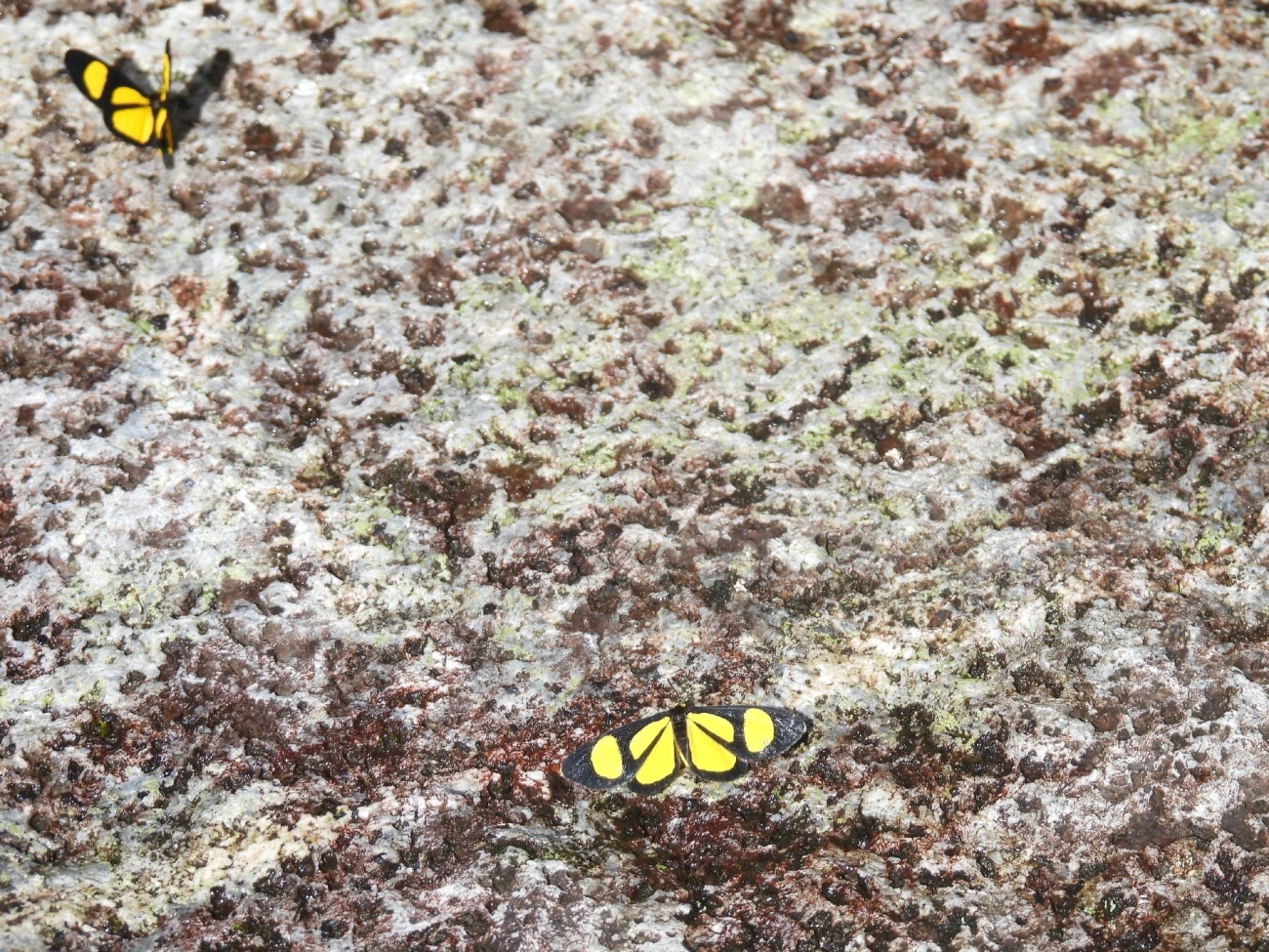 Atyriodes janeira, insetos, fotografado em Queluz
