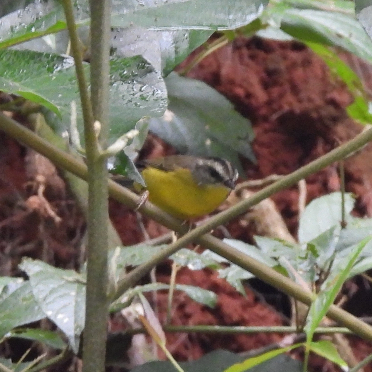 Pula-Pula (Basileuterus culicivorus), aves, fotografado em Guararema