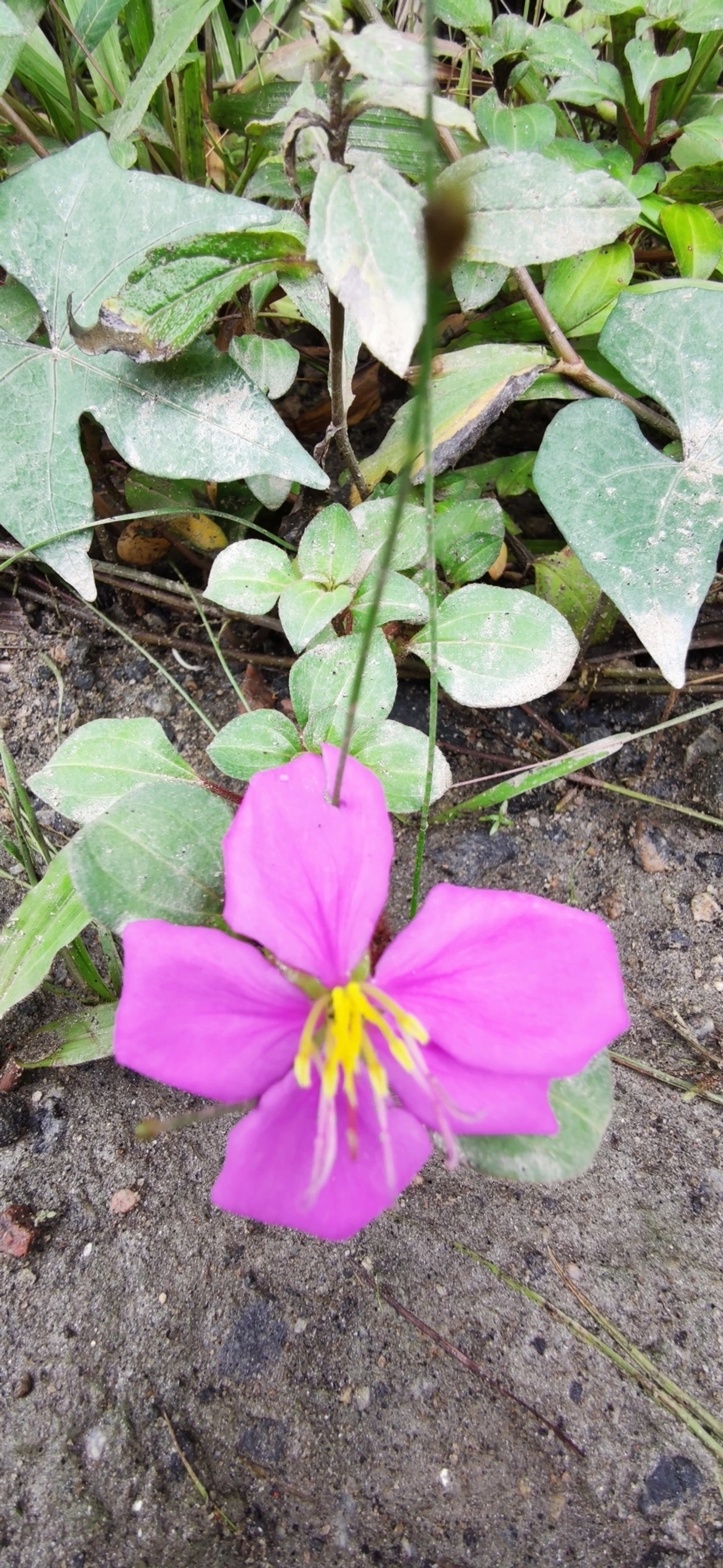 Heterotis rotundifolia, plantas, fotografado em Maresias, São Sebastião