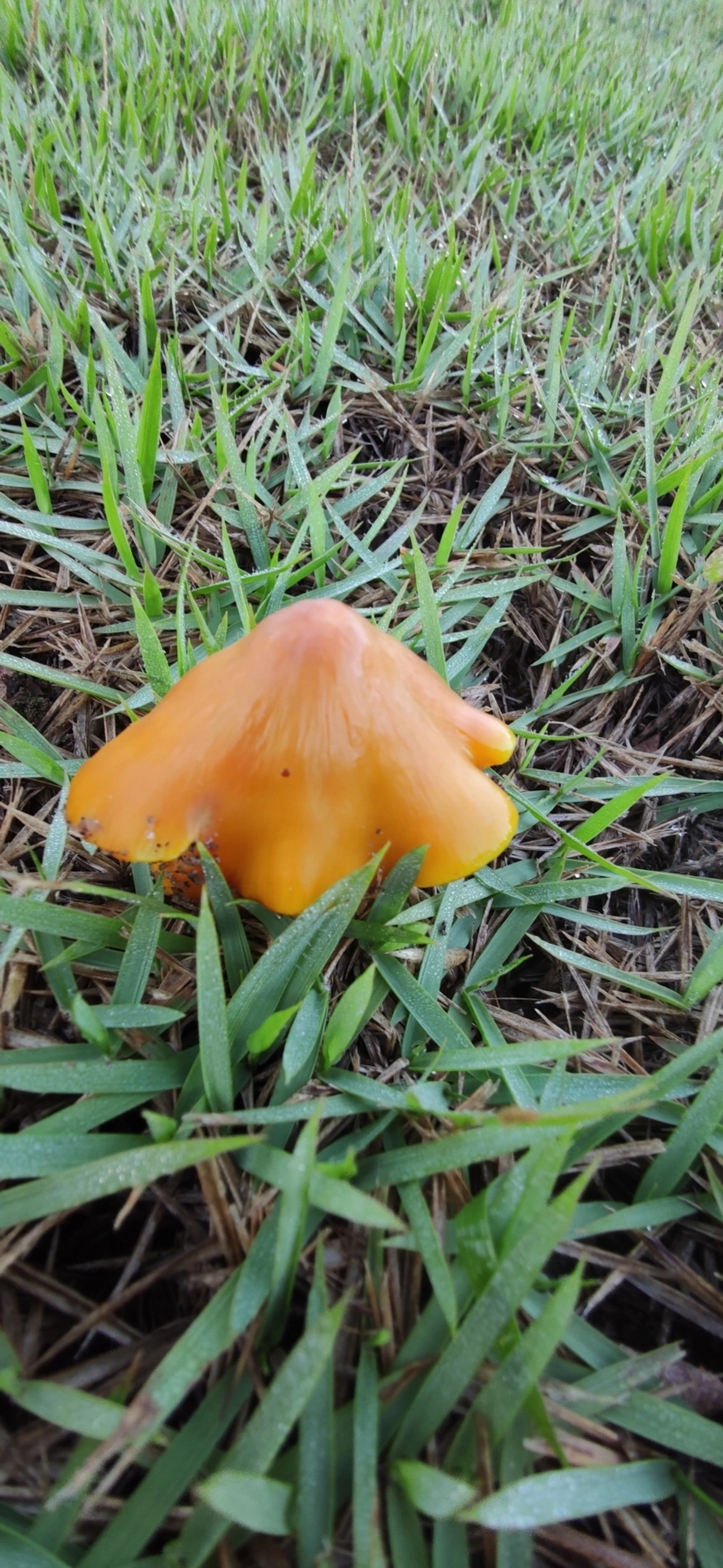Chapéu-de-bruxa (Hygrocybe conica), fungos, fotografado em Maresias, São Sebastião