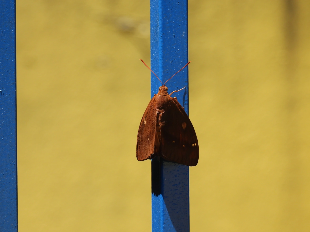 Mariposa-castnídea (Yagra fonscolombe), insetos, fotografado em Boiçucanga, São Sebastião