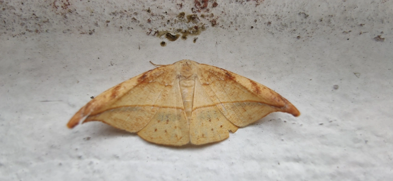 Borboletas e traças (Lepidoptera), insetos, fotografado em Maresias, São Sebastião