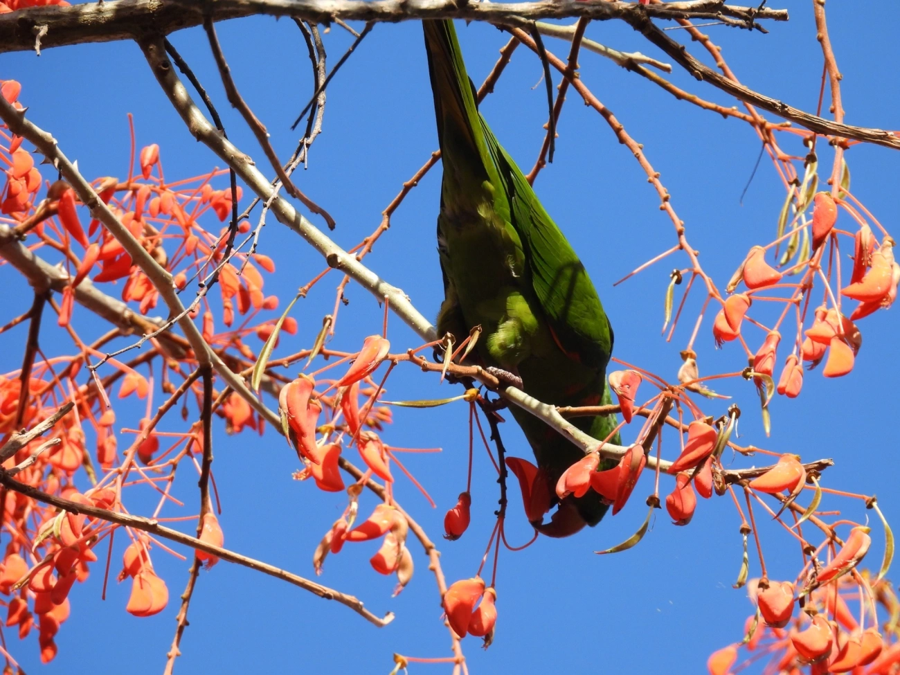 Periquitão-maracanã (Psittacara leucophthalmus), aves, fotografado em Cunha