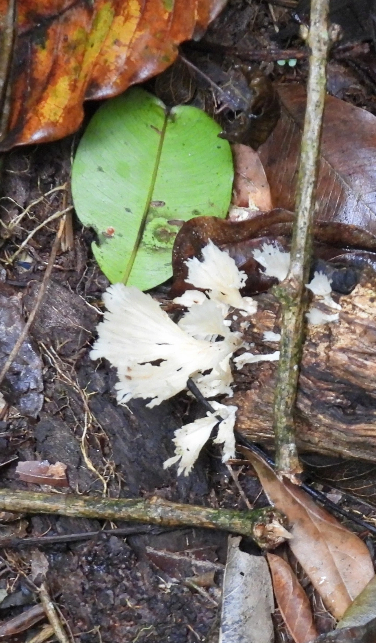 Leque-branco (Neocotylidia diaphana), fungos, fotografado em Maresias, São Sebastião