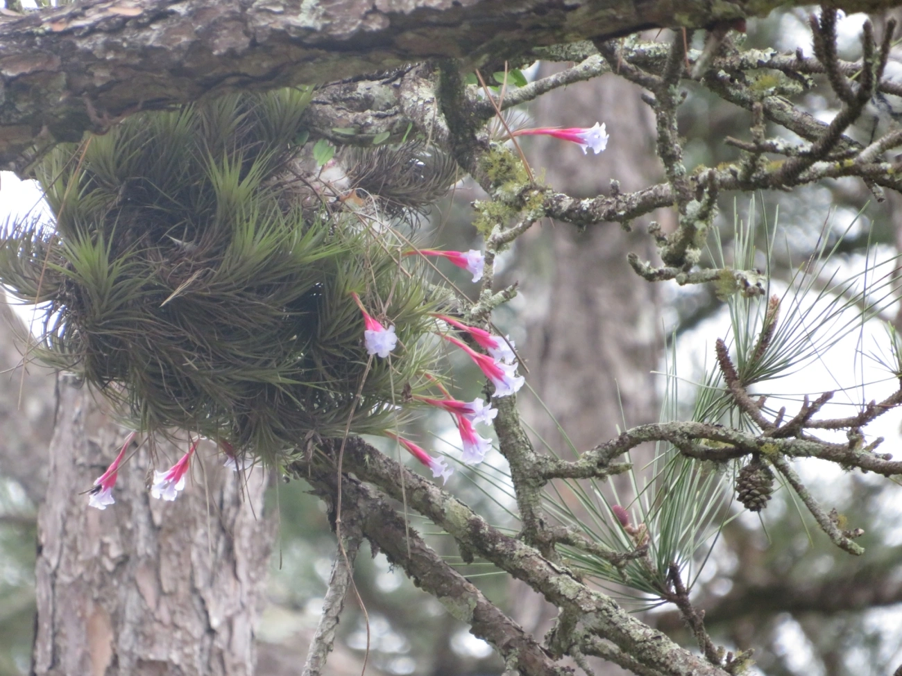Tillandsia tenuifolia, plantas, fotografado em Maresias, São Sebastião