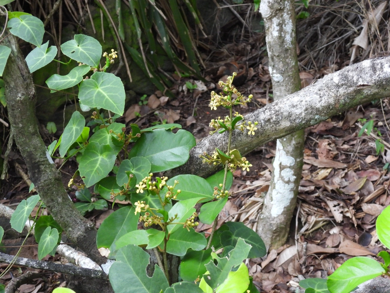 Tetrapterys, plantas, fotografado em Maresias, São Sebastião
