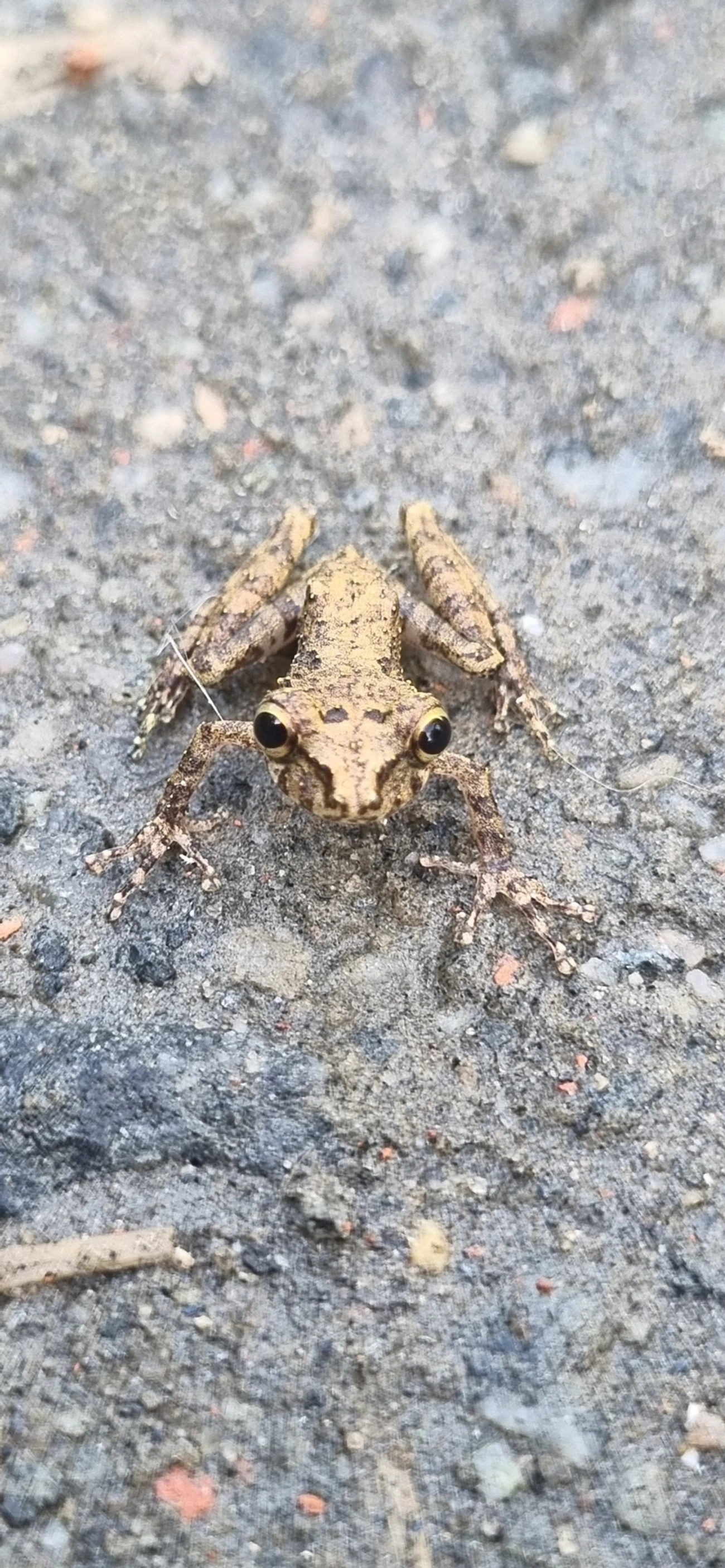Perereca-de-focinho-do-Rio-Mutum (Ololygon argyreornata), anfíbios, fotografado em Maresias, São Sebastião