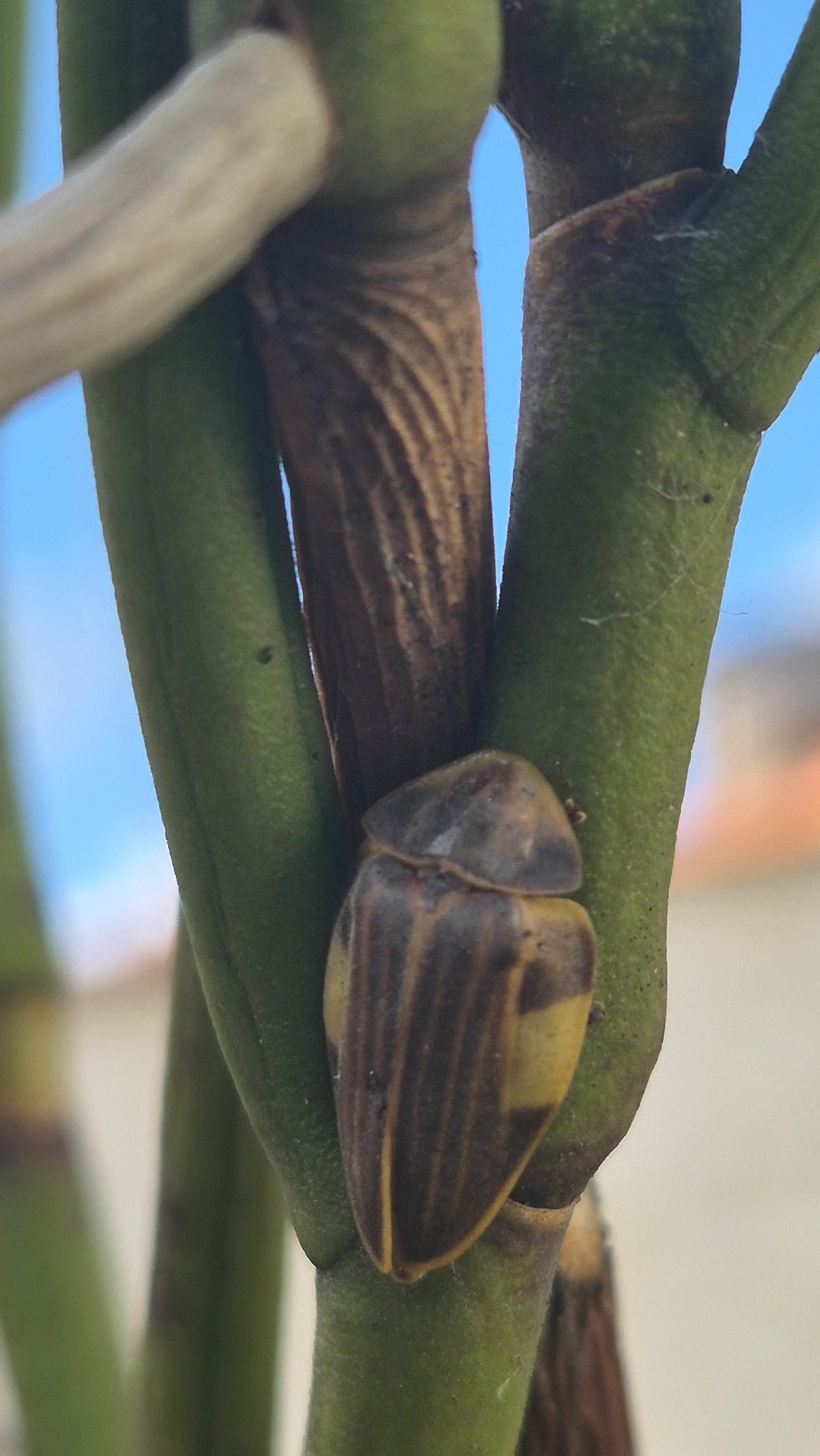 Aspisoma lineatum, insetos, fotografado em Indaiá, Caraguatatuba