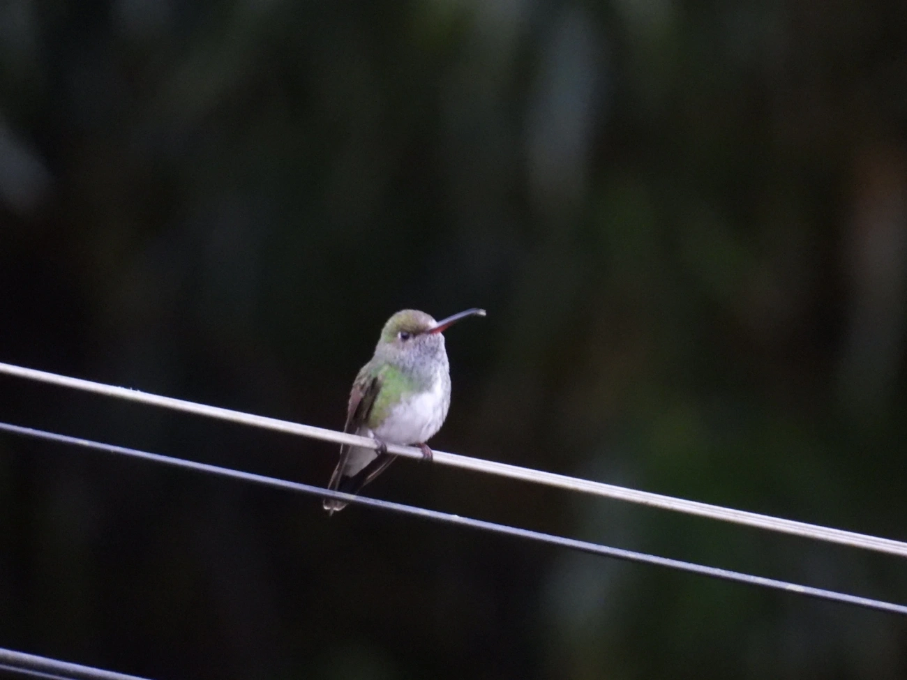 Chionomesa, aves, fotografado em Maresias, São Sebastião