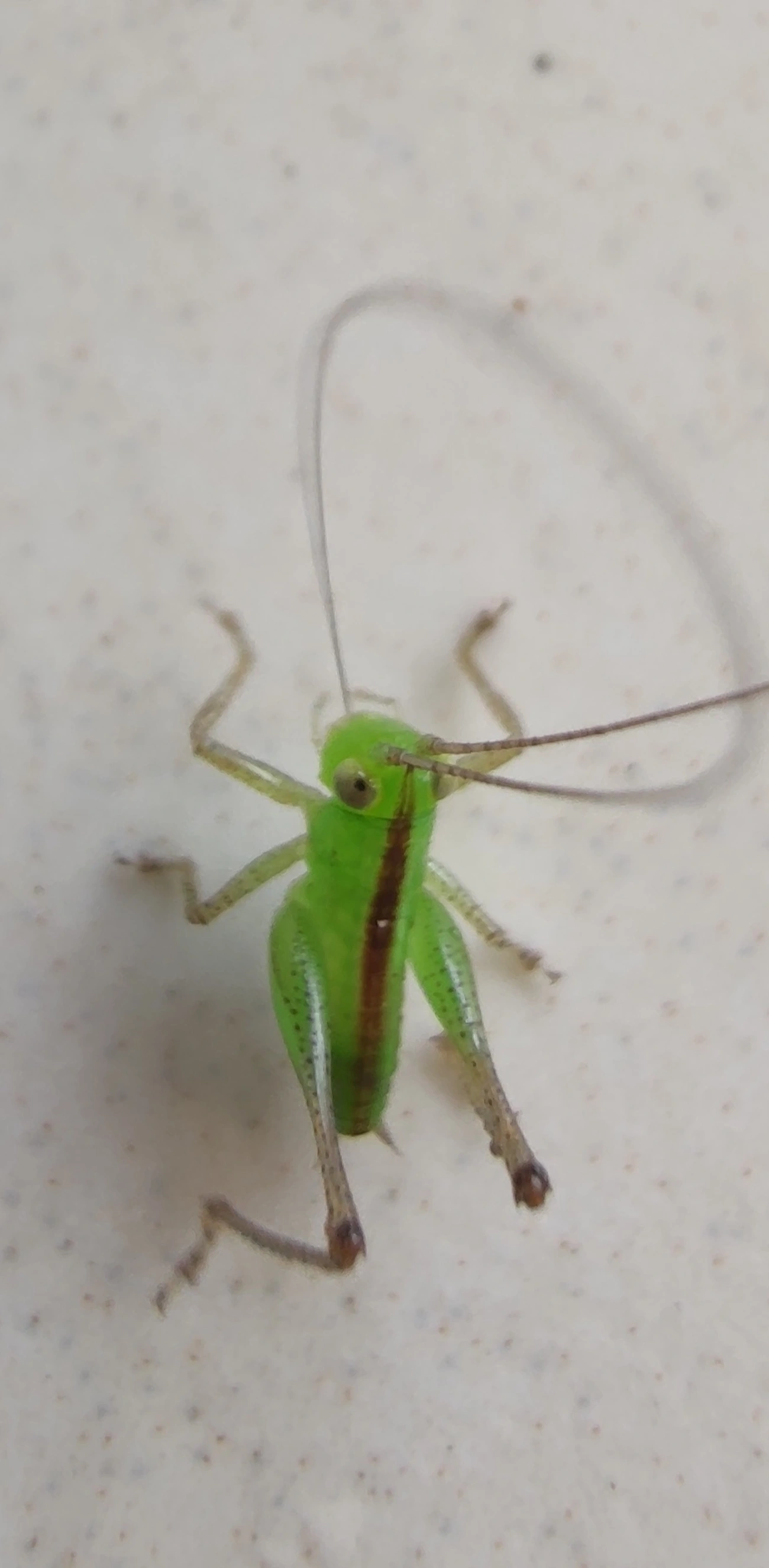 Conocephalini, insetos, fotografado em Maresias, São Sebastião