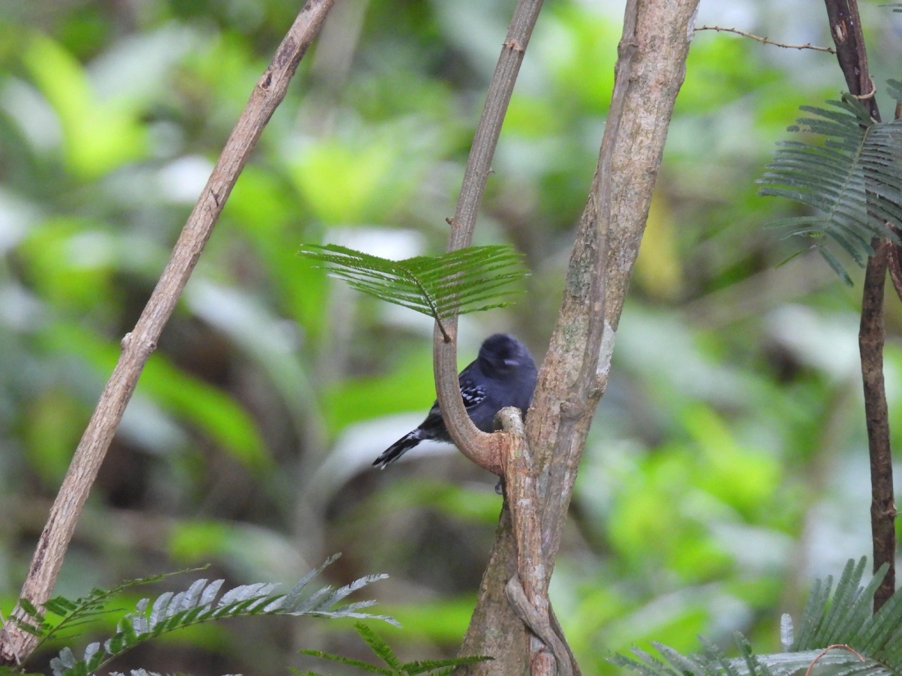 Choca-da-mata (Thamnophilus caerulescens), aves, fotografado em Catuçaba, São Luíz do Paraitinga