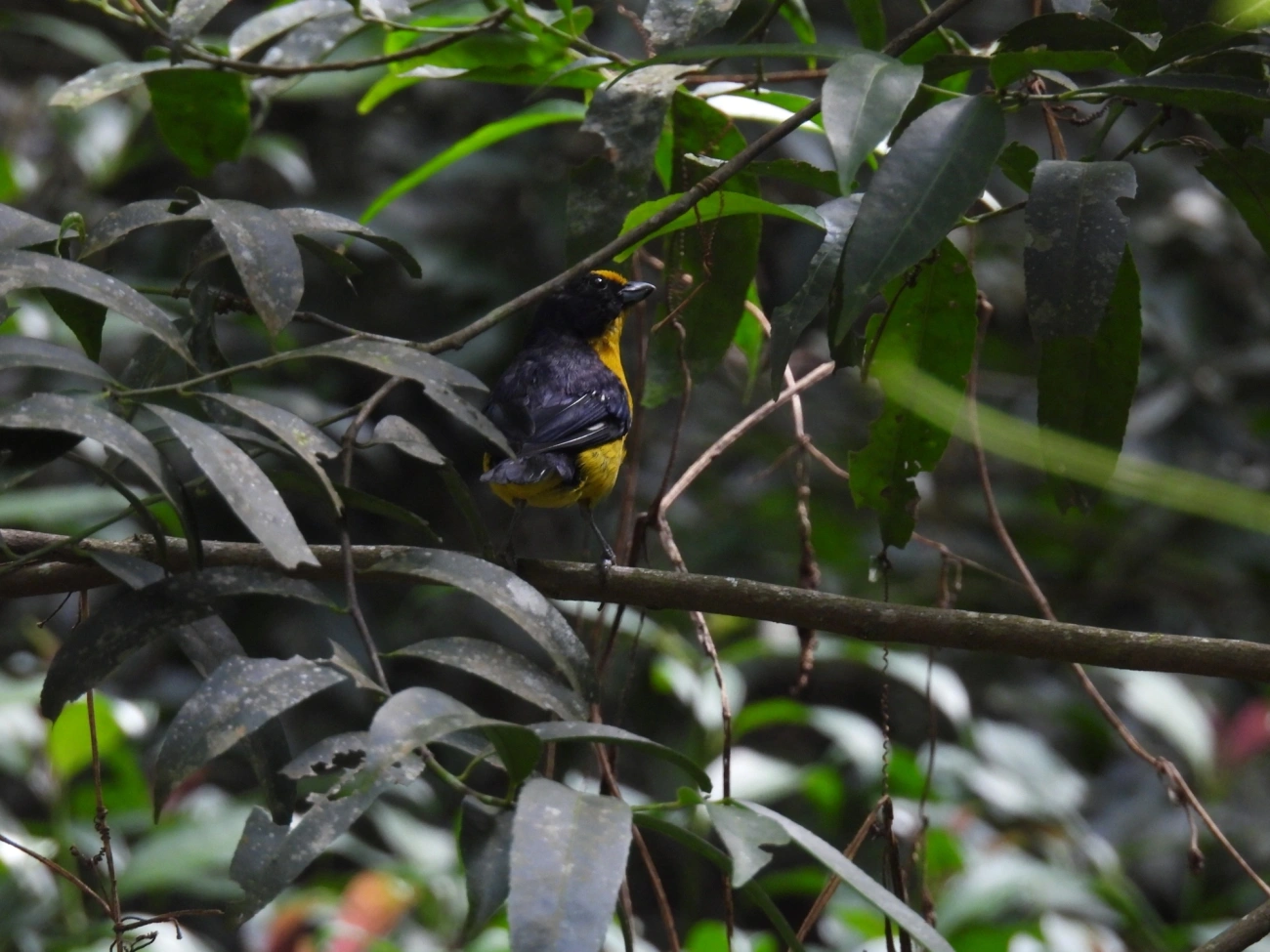 Gaturamo-verdadeiro (Euphonia violacea), aves, fotografado em Bom Fim do Bom Jesus, Cabreúva