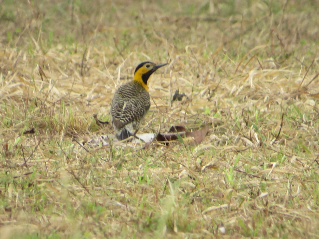 Pica-pau-do-campo (Colaptes campestris), aves, fotografado em Maresias, São Sebastião