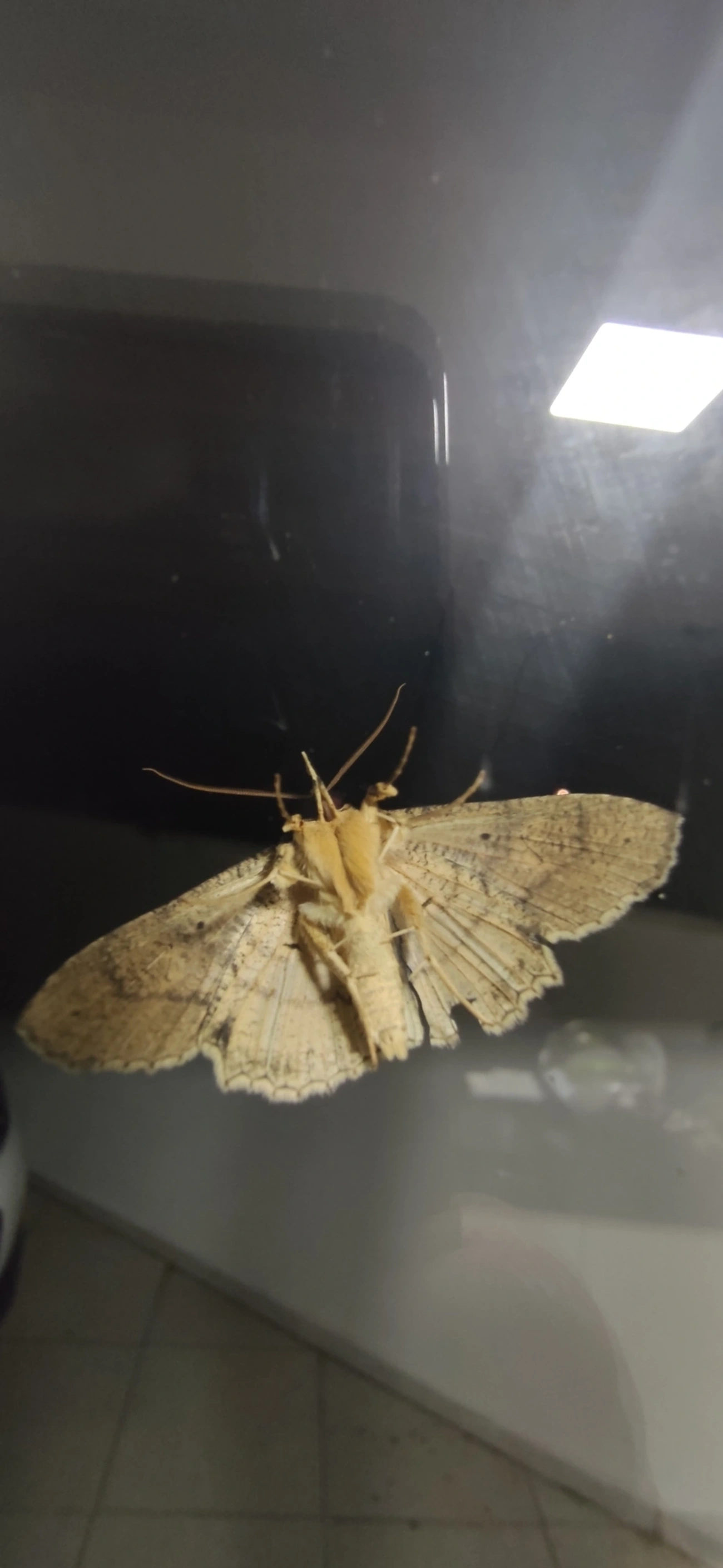 Oxydia, insetos, fotografado em Maresias, São Sebastião