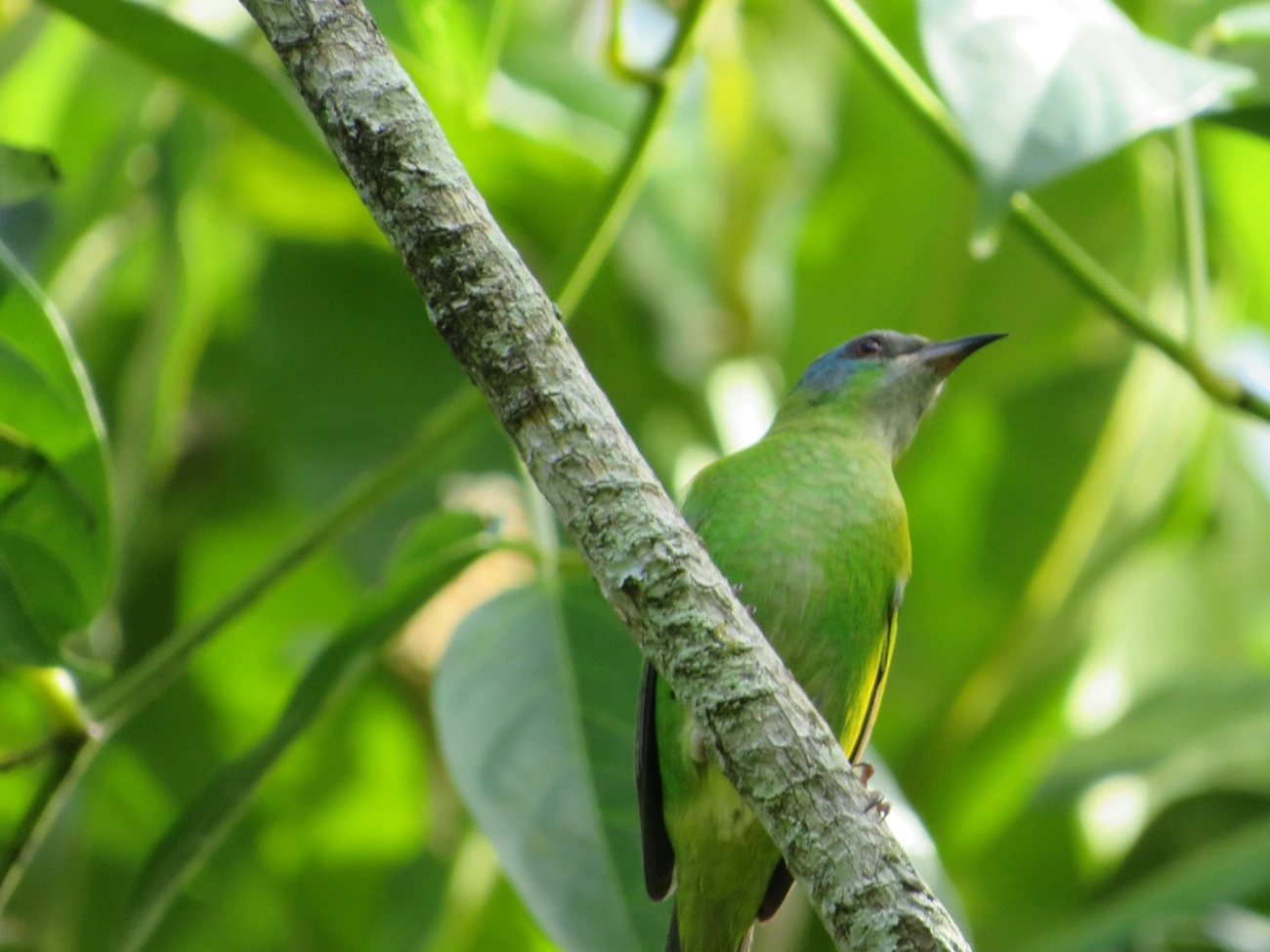 Saí-azul (Dacnis cayana), aves, fotografado em Maresias, São Sebastião