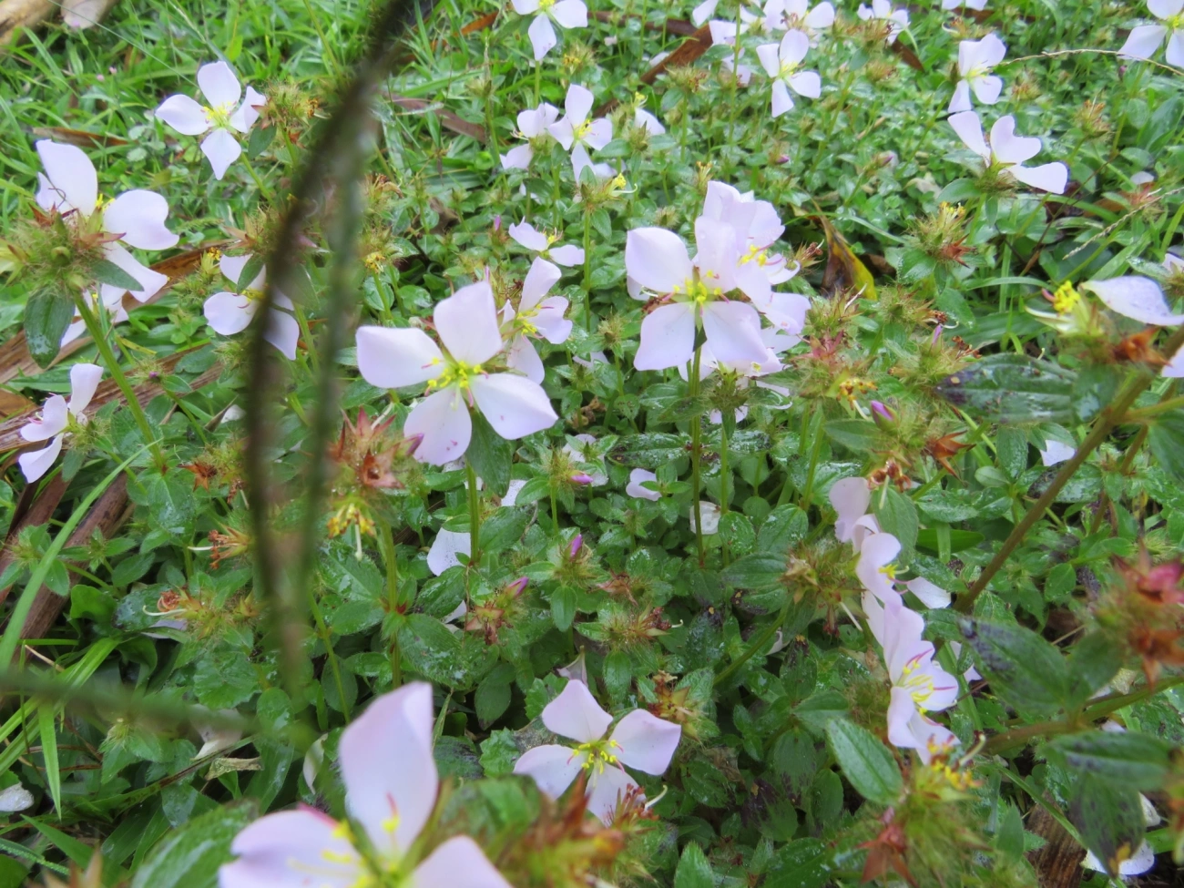 Dicotiledóneas (Magnoliopsida), plantas, fotografado em Maresias, São Sebastião