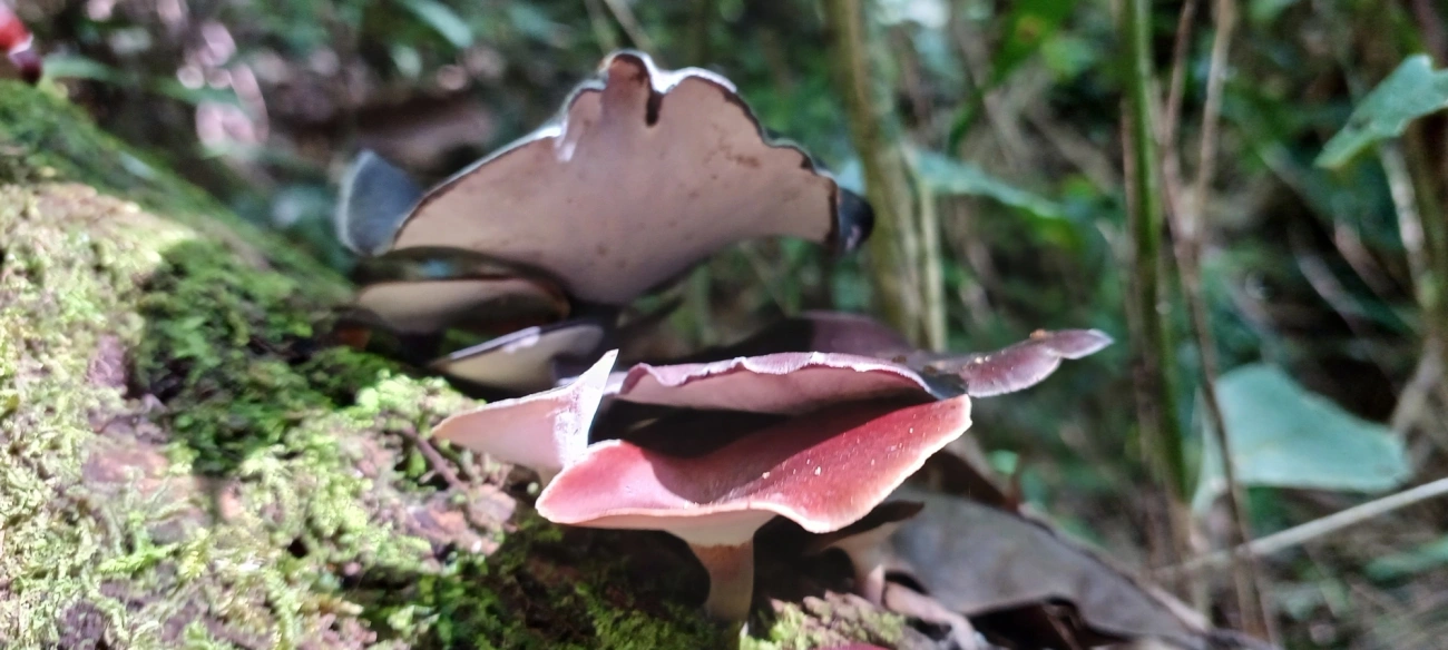 Picipes, fungos, fotografado em Visconde de Mauá
